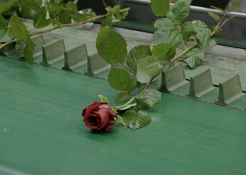 Locandina di A Flower in the Mouth