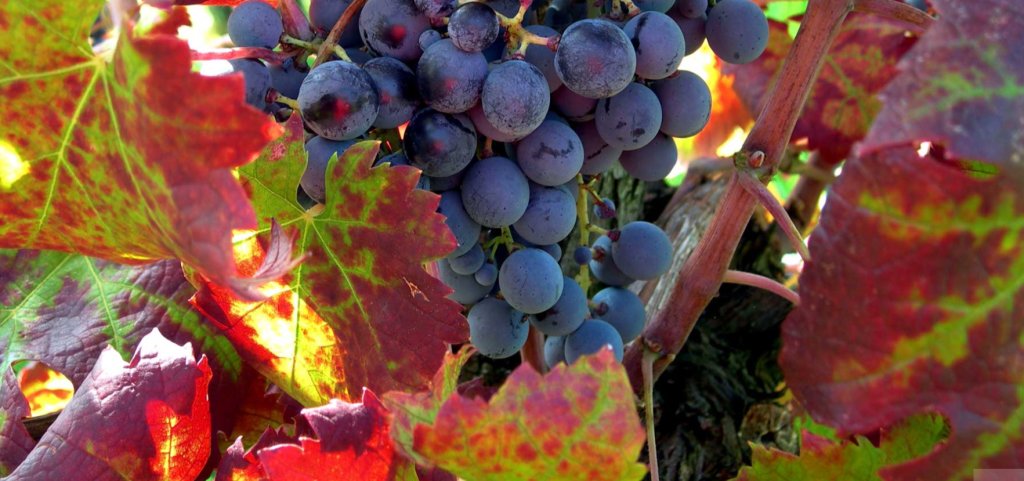 Locandina di Colli Euganei DOC: degustazione vini e prodotti del territorio