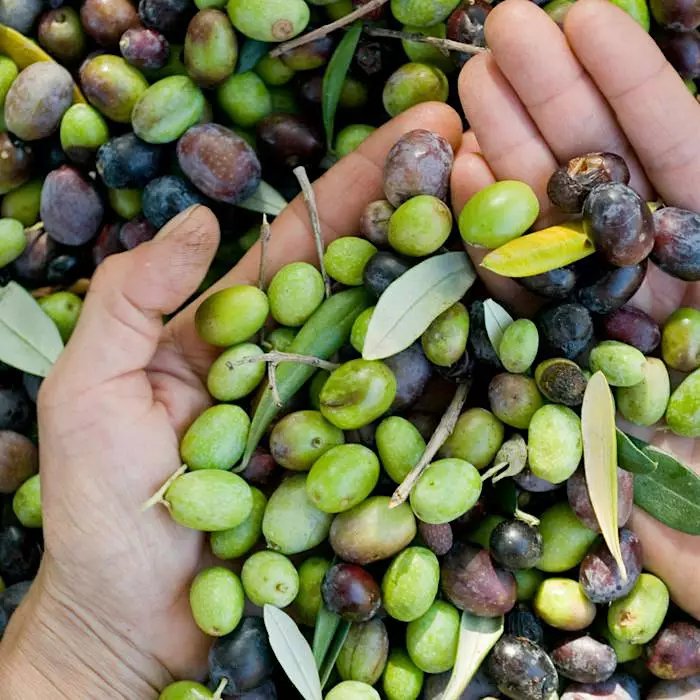 Locandina di Conoscere L'Olio - Degustazione