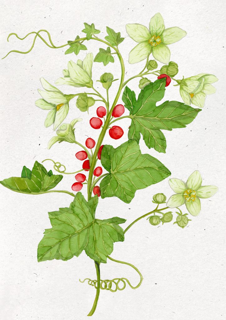Locandina di Digital Herbarium Stories – mostra