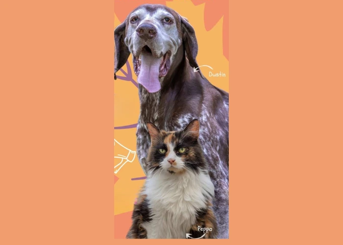 Locandina di Festa dell'Asilo del Cane