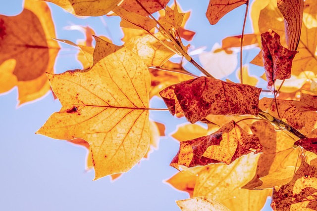 Locandina di Fiera d'Autunno