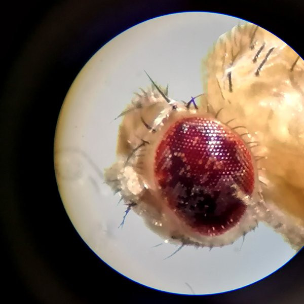 Locandina di Gli strani scherzi della biodiversità