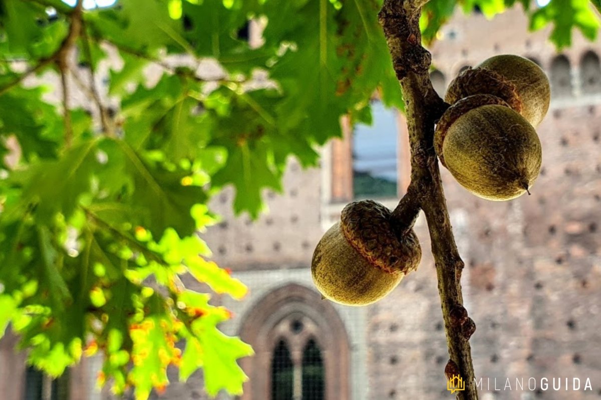 Locandina di Le storie segrete degli alberi: passeggiata botanica nel Parco Sempione