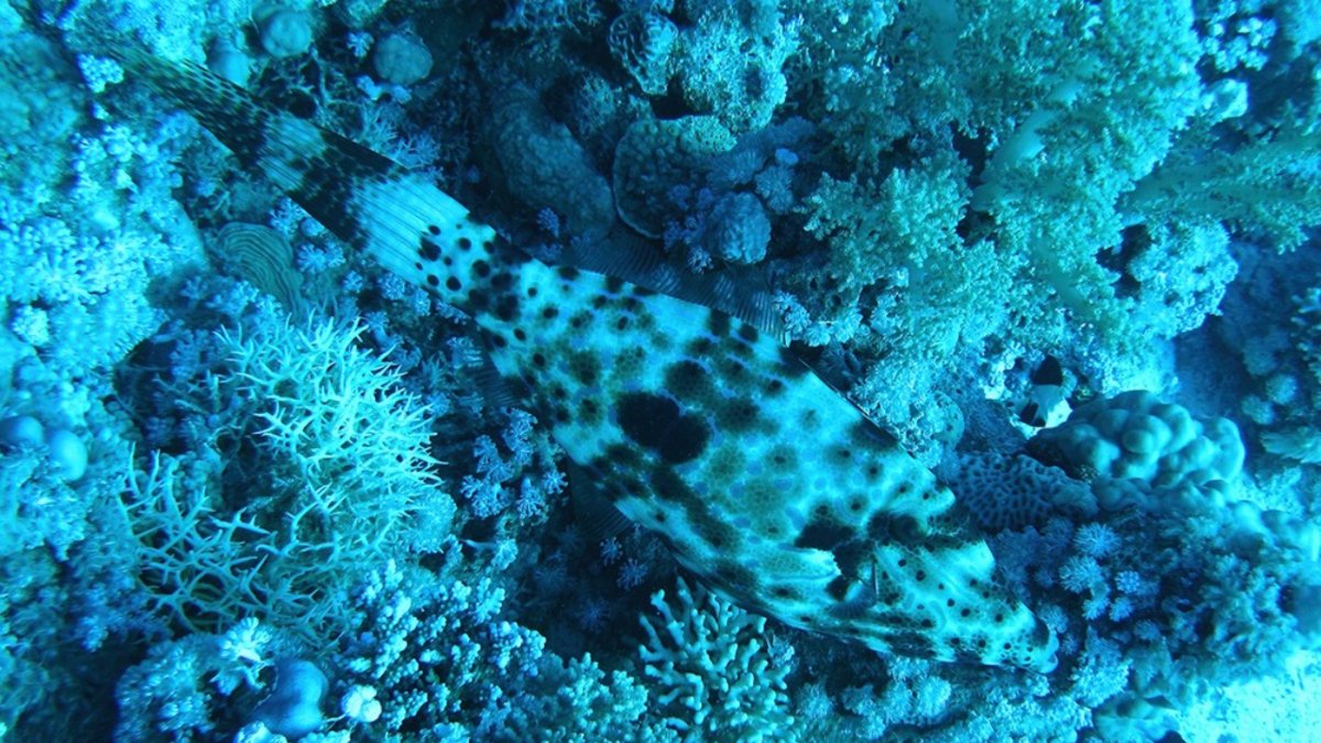 Locandina di Mimetismo: trucchi e inganni del mondo animale