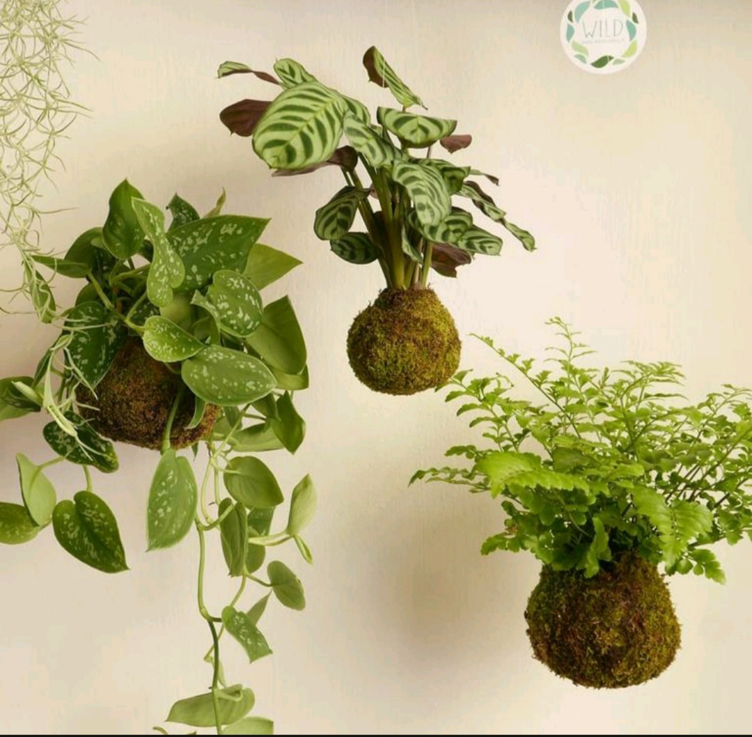 Locandina di Workshop Kokedama base
