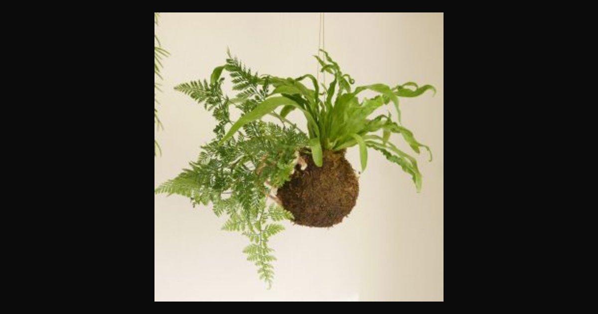 Locandina di Workshop Kokedama con due piante (Tamandama)
